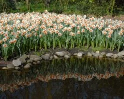 Narcissus 'Chromacolor' -Flowers Sales Store narcissus chromacolor 5