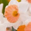 Narcissus 'Chromacolor' -Flowers Sales Store narcissus chromacolor 7