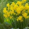 Narcissus Cordubensis -Flowers Sales Store narcissus cordubensis 1
