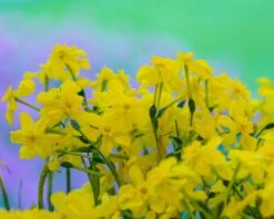 Narcissus Cordubensis -Flowers Sales Store narcissus cordubensis 4