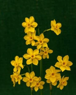 Narcissus Cordubensis -Flowers Sales Store narcissus cordubensis 5