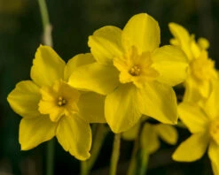 Narcissus Cordubensis -Flowers Sales Store narcissus cordubensis 6