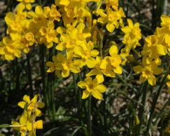 Narcissus Cordubensis -Flowers Sales Store narcissus cordubensis 8
