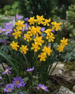 Narcissus Cordubensis -Flowers Sales Store narcissus cordubensis 9