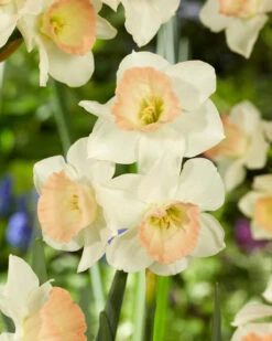 Narcissus 'Cosmopolitan' -Flowers Sales Store narcissus cosmopolitan 5