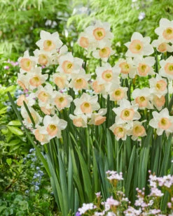 Narcissus 'Cosmopolitan' -Flowers Sales Store narcissus cosmopolitan 6