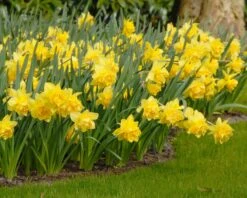 Narcissus 'Dick Wilden' -Flowers Sales Store narcissus dick wilden 1