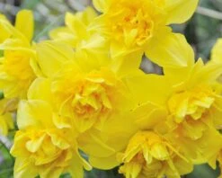 Narcissus 'Dick Wilden' -Flowers Sales Store narcissus dick wilden 2
