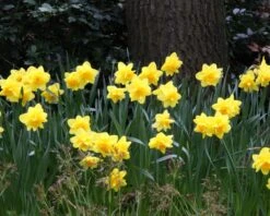 Narcissus 'Dick Wilden' -Flowers Sales Store narcissus dick wilden 6