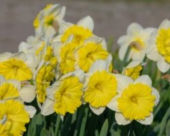 Narcissus 'Dinnerplate' 10 Narcissus 'Dinnerplate' -Flowers Sales Store narcissus dinnerplate 1