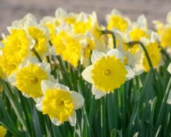 Narcissus 'Dinnerplate' 12 Narcissus 'Dinnerplate' -Flowers Sales Store narcissus dinnerplate 3