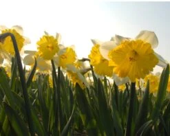 Narcissus 'Dinnerplate' 13 Narcissus 'Dinnerplate' -Flowers Sales Store narcissus dinnerplate 5