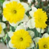 Narcissus 'Dinnerplate' -Flowers Sales Store narcissus dinnerplate 6