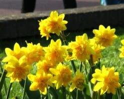 Narcissus 'Tête Bouclé' -Flowers Sales Store narcissus double tete deluxe 4