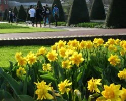 Narcissus 'Tête Bouclé' -Flowers Sales Store narcissus double tete deluxe 5