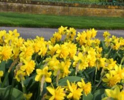 Narcissus 'Tête Bouclé' -Flowers Sales Store narcissus double tete deluxe 6