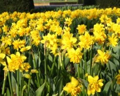 Narcissus 'Tête Bouclé' -Flowers Sales Store narcissus double tete deluxe 7