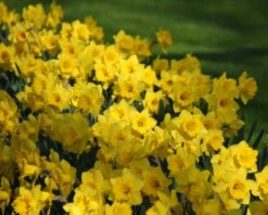 Narcissus 'Dutch Master' -Flowers Sales Store narcissus dutch master 1 013bc8e4 aedd 4432 8401 e12f2ccb0509