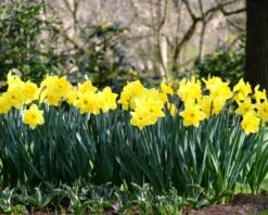 Narcissus 'Dutch Master' -Flowers Sales Store narcissus dutch master 2 0d0d4d6f 0ed6 4cbc bbd8 4adbe096f59d