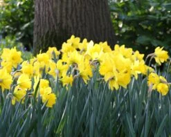 Narcissus 'Dutch Master' -Flowers Sales Store narcissus dutch master 3 3897f102 0ddb 4d21 828a aaf9bdbbbd2e