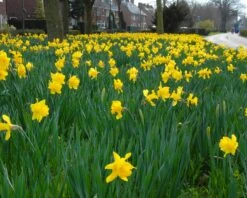 Narcissus 'Dutch Master' -Flowers Sales Store narcissus dutch master 4