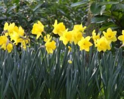 Narcissus 'Dutch Master' -Flowers Sales Store narcissus dutch master 4 401fc9c3 2193 4612 90c4 8d8a399cb9f9