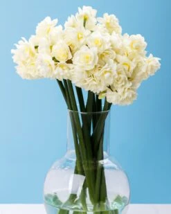 Narcissus 'Erlicheer' 14 Narcissus 'Erlicheer' -Flowers Sales Store narcissus erlicheer 1