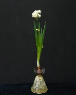 Narcissus 'Erlicheer' 15 Narcissus 'Erlicheer' -Flowers Sales Store narcissus erlicheer 2