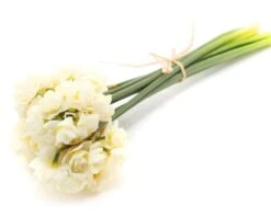 Narcissus 'Erlicheer' 12 Narcissus 'Erlicheer' -Flowers Sales Store narcissus erlicheer 4