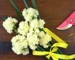 Narcissus 'Erlicheer' 16 Narcissus 'Erlicheer' -Flowers Sales Store narcissus erlicheer 5