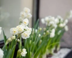 Narcissus 'Erlicheer' 17 Narcissus 'Erlicheer' -Flowers Sales Store narcissus erlicheer 6