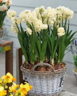 Narcissus 'Erlicheer' 13 Narcissus 'Erlicheer' -Flowers Sales Store narcissus erlicheer 7