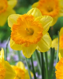 Narcissus 'Ferris Wheel' -Flowers Sales Store narcissus ferris wheel 2