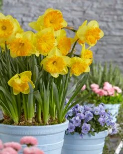Narcissus 'Ferris Wheel' -Flowers Sales Store narcissus ferris wheel 3