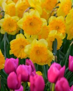 Narcissus 'Ferris Wheel' -Flowers Sales Store narcissus ferris wheel 5 1195cf20 c18a 4c3f 89e5 55891dbfc59a