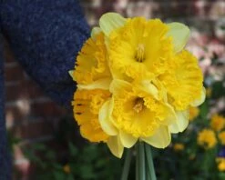 Narcissus 'Ferris Wheel' -Flowers Sales Store narcissus ferrisd wheel 0
