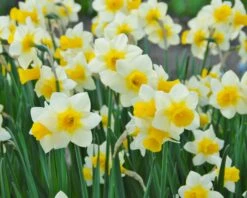 Narcissus 'Golden Echo' 8 Narcissus 'Golden Echo' -Flowers Sales Store narcissus golden echo 2