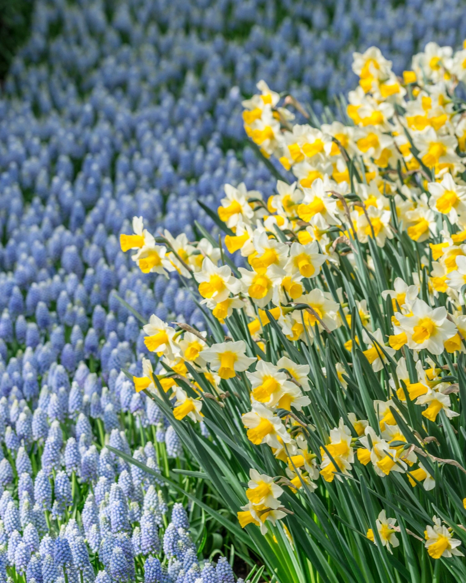 Narcissus 'Golden Echo' 4 Narcissus 'Golden Echo' - Image 2