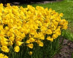 Narcissus 'Golden Bells' -Flowers Sales Store narcissus golden oxford 5