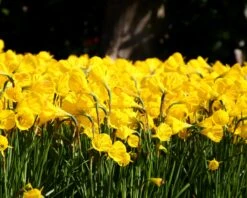 Narcissus 'Golden Bells' -Flowers Sales Store narcissus golden oxford 6