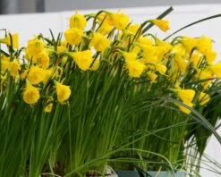 Narcissus 'Golden Bells' -Flowers Sales Store narcissus golden oxford 8