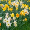 Narcissus 'Harlequin Mix' 2 Narcissus 'Harlequin Mix' -Flowers Sales Store narcissus harlequin mixed 1