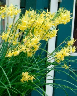 Narcissus 'Hawera'