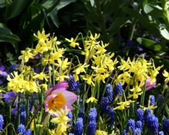 Narcissus 'Hawera' -Flowers Sales Store narcissus hawera 1 15eb7c4d 99d7 436f a230 edbd3cd85321