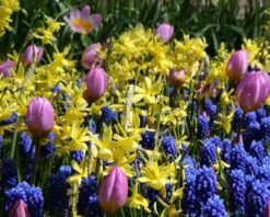 Narcissus 'Hawera' -Flowers Sales Store narcissus hawera 2 19d1f6c3 a176 4196 8969 251d7468ec0f