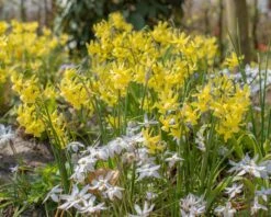 Narcissus 'Hawera' -Flowers Sales Store narcissus hawera 3