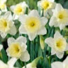 Narcissus 'Ice Follies' -Flowers Sales Store narcissus ice follies 0