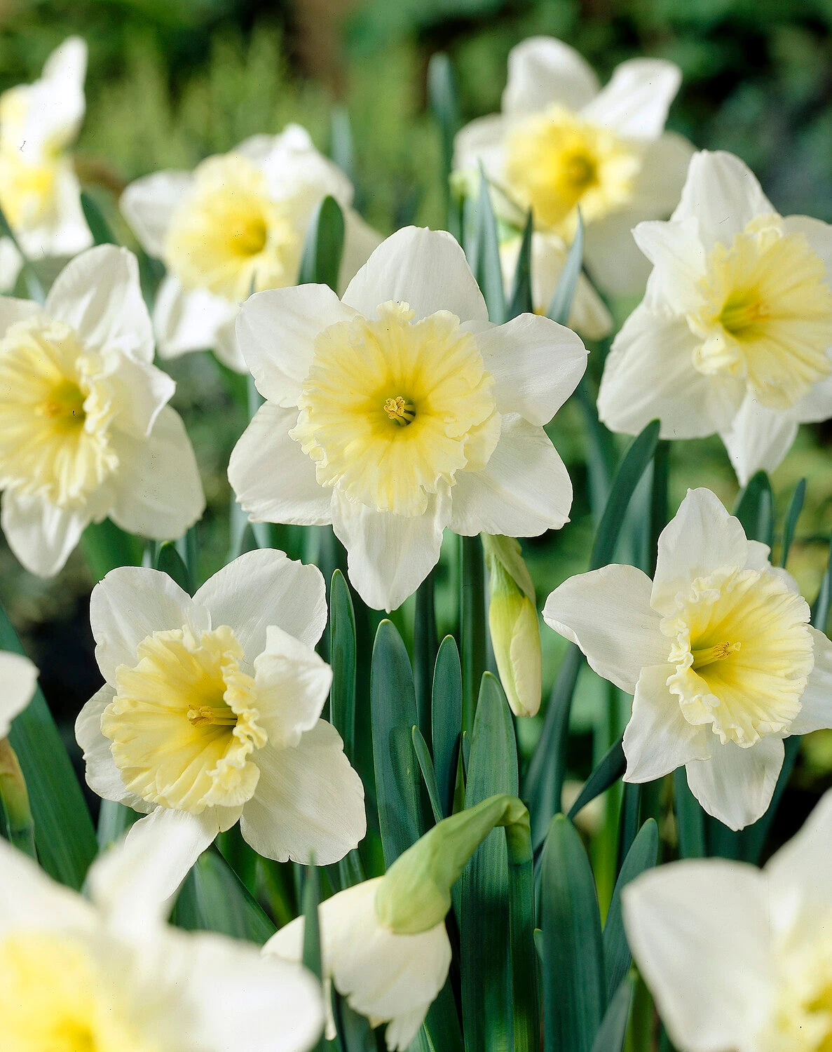 Narcissus 'Ice Follies' 3 Narcissus 'Ice Follies'