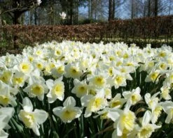 Narcissus 'Ice Follies' 15 Narcissus 'Ice Follies' -Flowers Sales Store narcissus ice follies 1