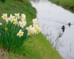 Narcissus 'Ice Follies' 13 Narcissus 'Ice Follies' -Flowers Sales Store narcissus ice follies 3